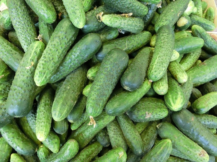 cucumbers-379886_1280